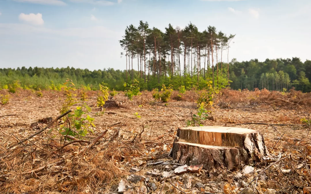 Oprește defrișările! Cum putem lupta împotriva tăierilor ilegale de păduri?